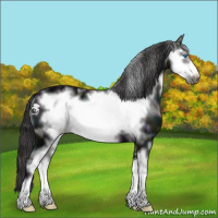 Horse Color:White Spotted Midnight Smoky Black Sabino Frame 
