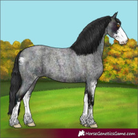 Horse Color:Midnight Blue Roan Sabino 