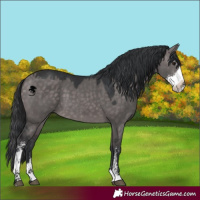 Horse Color:Platinum Brown Dun Sabino 