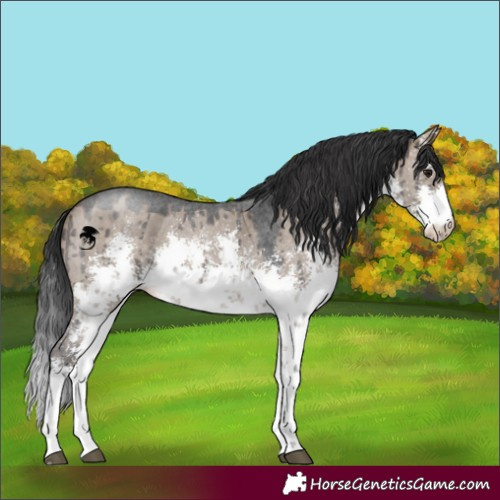 Horse Color:White Spotted Brown Dun Sabino Brindle 