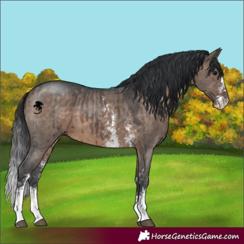 Horse Color:Brown Dun Sabino Brindle 
