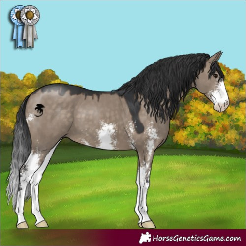 Horse Color:Brown Dun Sabino 