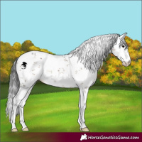 Horse Color:White Spotted Brown Dun Sabino 