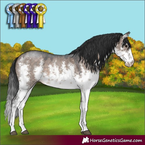 Horse Color:White Spotted Brown Dun Sabino