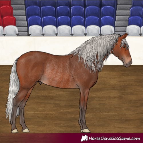 Horse Color:Silver Brown Rabicano 