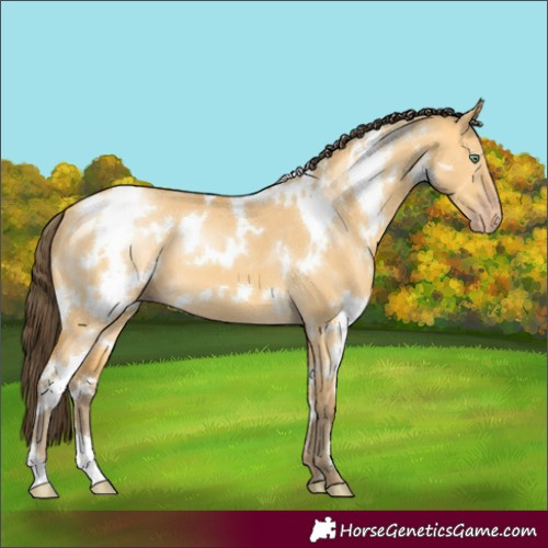 Horse Color:White Spotted Amber Cream Champagne Dun 
