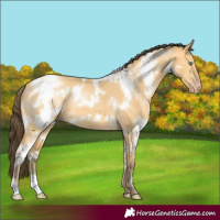 Horse Color:White Spotted Amber Cream Champagne Dun 