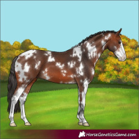 Horse Color:White Spotted Bay Sabino
