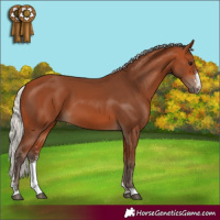 Horse Color:Silver Bay Sabino 