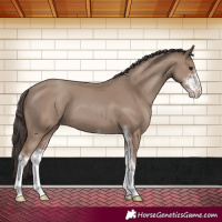 Horse Color:Classic Champagne Sabino