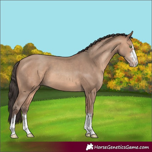 Horse Color:Amber Champagne 