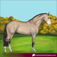 Horse Color:Bay Dun Sabino Rabicano