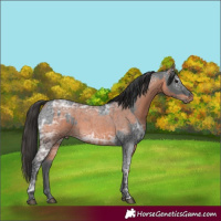 Horse Color:Blue Ice Roan  and Bay Ice Roan 