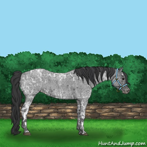 Horse Color:Blue Ice Roan  and Blue Ice Roan Varnish 
