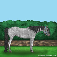 Horse Color:Blue Ice Roan  and Blue Ice Roan Varnish 