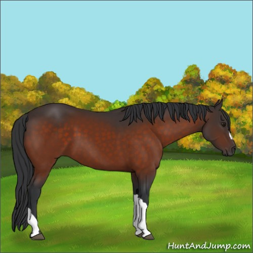 Horse Color:Brown 