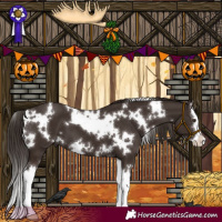 Horse Color:White Spotted Liver Chestnut Splash 