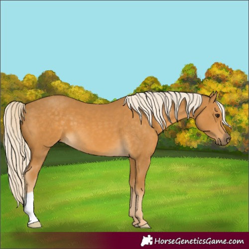 Horse Color:Palomino 