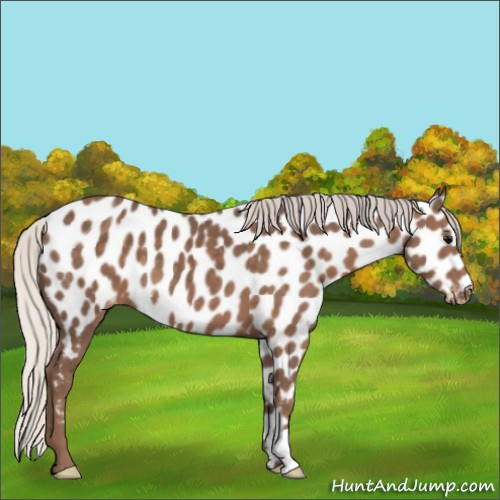 Horse Color:Silver Black Appaloosa 