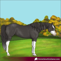 Horse Color:Smoky Black Splash