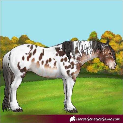 Horse Color:Liver Chestnut Tobiano Appaloosa 