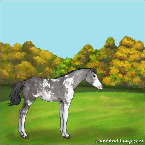 Horse Color:Grullo Sabino Rabicano 