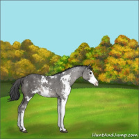 Horse Color:Grullo Sabino Rabicano 