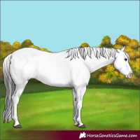 Horse Color:Black Sabino