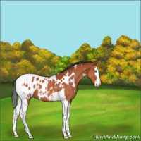 Horse Color:White Spotted Bay Splash Tobiano Appaloosa 