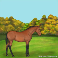 Horse Color:Bay 