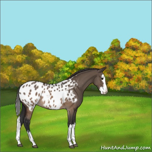 Horse Color:Brown Dun Sabino Splash Appaloosa 