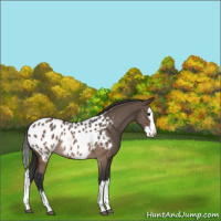 Horse Color:Brown Dun Sabino Splash Appaloosa 
