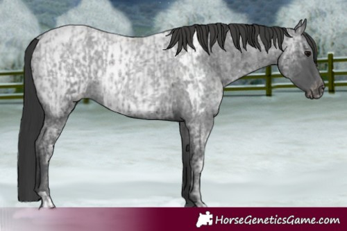 Horse Color:Blue Ice Roan  and Blue Ice Roan Near Leopard 