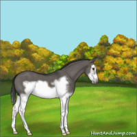 Horse Color:Grullo Sabino Splash Frame 