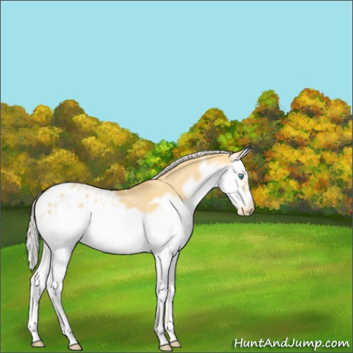 Horse Color:Silver Amber Cream Champagne Roan Dun Splash Frame Appaloosa 