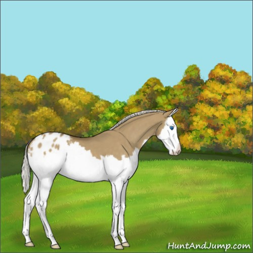 Horse Color:Silver Smoky Grullo Sabino Splash Appaloosa 