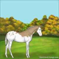 Horse Color:Silver Smoky Grullo Sabino Splash Appaloosa 
