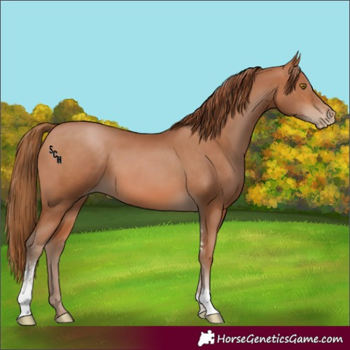 Horse Color:Brown Pearl Sabino