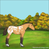 Horse Color:Buckskin Tobiano Appaloosa Rabicano 