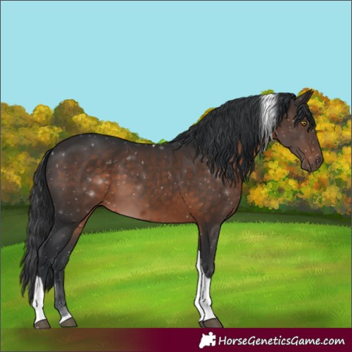 Horse Color:Brown Tobiano 
