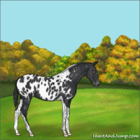 Horse Color:Black Tobiano Appaloosa Rabicano 