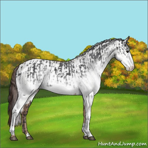 Horse Color:White Spotted Blue Roan Rabicano and White Spotted Classic Champagne Roan Rabicano