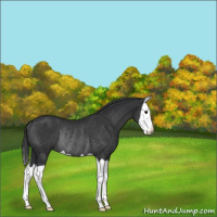 Horse Color:Black Splash Rabicano 