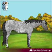 Horse Color:Blue Ice Roan  and Smoky Blue Ice Roan 