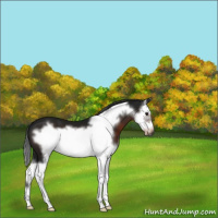 Horse Color:Gray Brown Splash Frame 