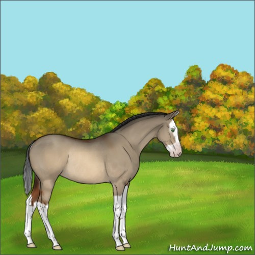 Horse Color:Gray Sable Champagne Dun Splash Rabicano 