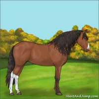 Horse Color:Bay 