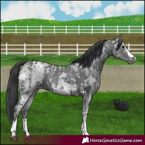 Horse Color:Blue Ice Roan Appaloosa  and Black Ice Appaloosa 