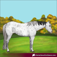Horse Color:Blue Ice Roan  and Blue Ice Roan Blanket 