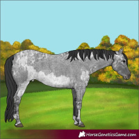 Horse Color:Blue Ice Roan  and Blue Ice Roan 